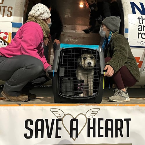 Save A Heart: Heartworm Awareness Month